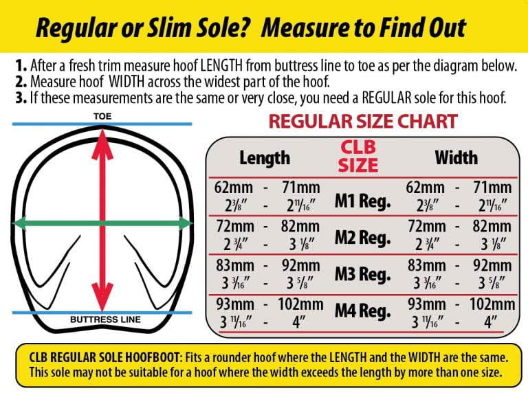 cavallo_CLB-Regular-Size-chart-2020-measuring-info