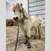 Mona-Miniature-horse-Cavallo-Hoof-Boots-laminitis._web