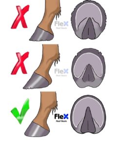 FLEX boots - correct hoof trim