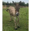 Cavallo_Donkey_Missisauga-Ontario_happy user