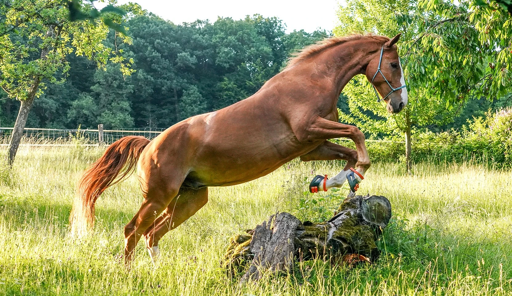Hufschuhanzieher – Michèle Mesche 1 Hufschuhanzieher-Lima springt-mit Scoot Boots