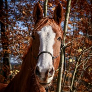 Lima-im-Herbstwald mit aufgestellten-Ohren